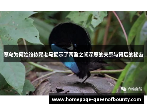 魔鸟为何始终依赖老马揭示了两者之间深厚的关系与背后的秘密